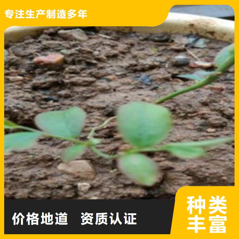 蓝莓苗价格实在