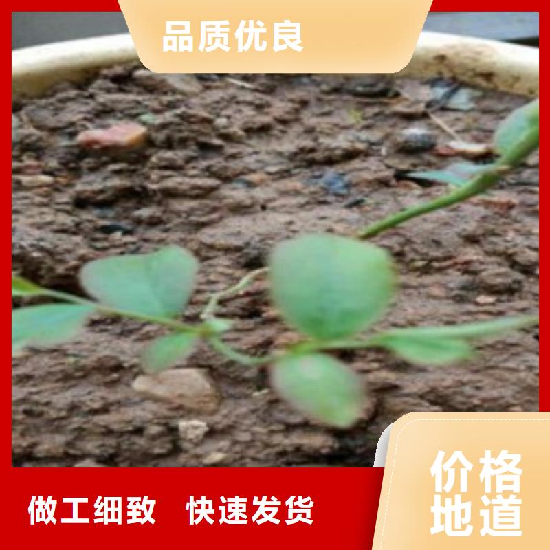 蓝莓苗梨树苗原料层层筛选