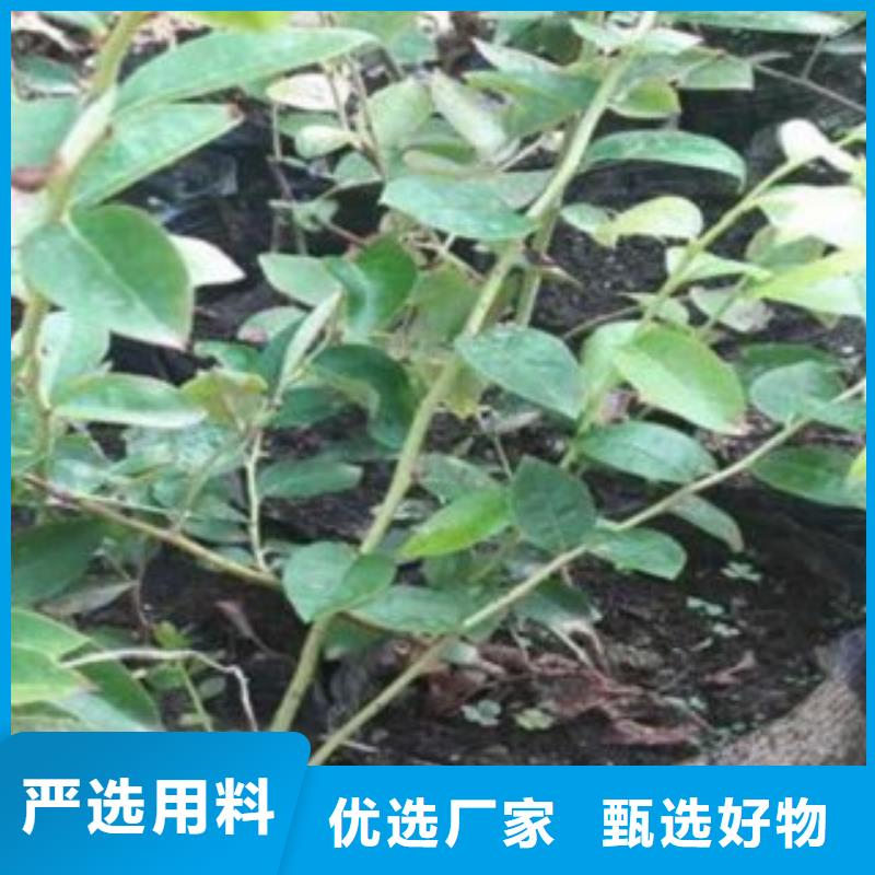 【蓝莓苗】梨树苗工厂批发