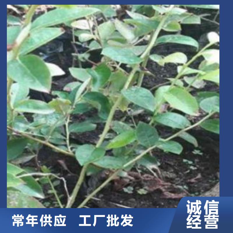【蓝莓苗核桃苗好品质经得住考验】
