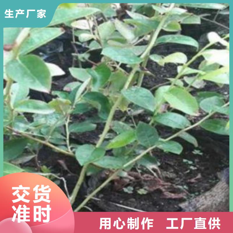 蓝莓苗梨树苗原料层层筛选