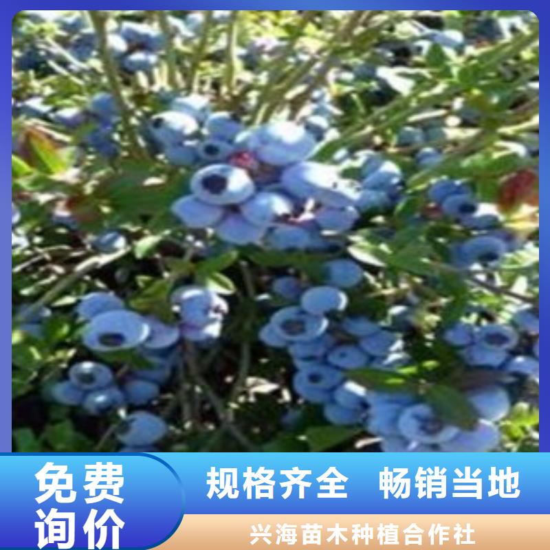 蓝莓苗,板栗苗品质服务