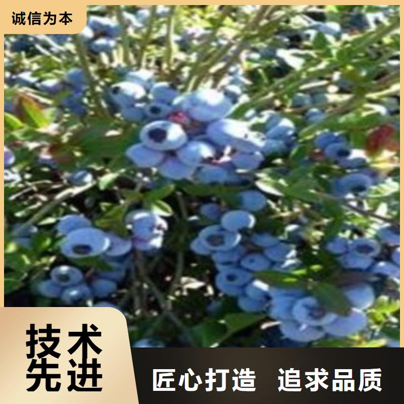 蓝莓苗实力商家