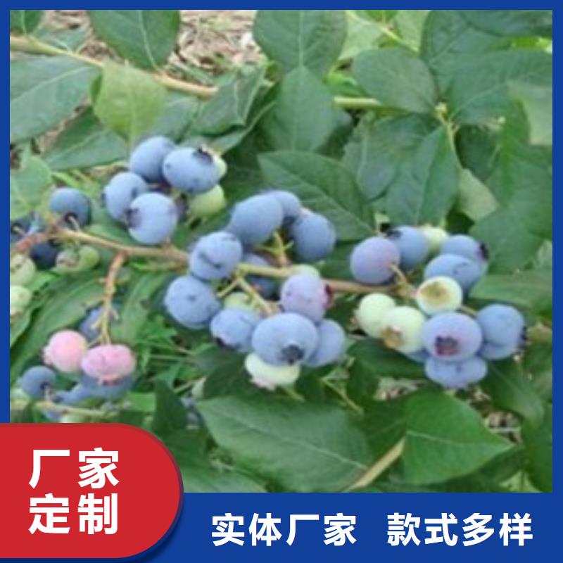 蓝莓苗实力商家