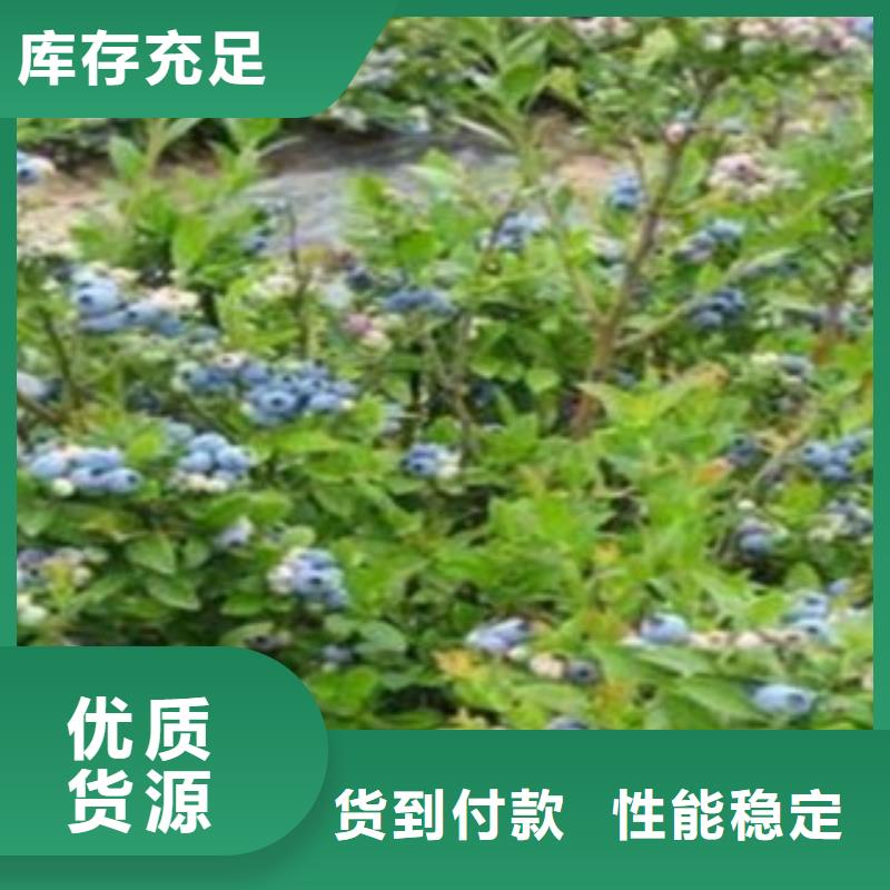 蓝莓苗板栗苗来图来样定制