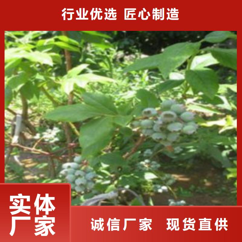 蓝莓苗苹果苗定制定做