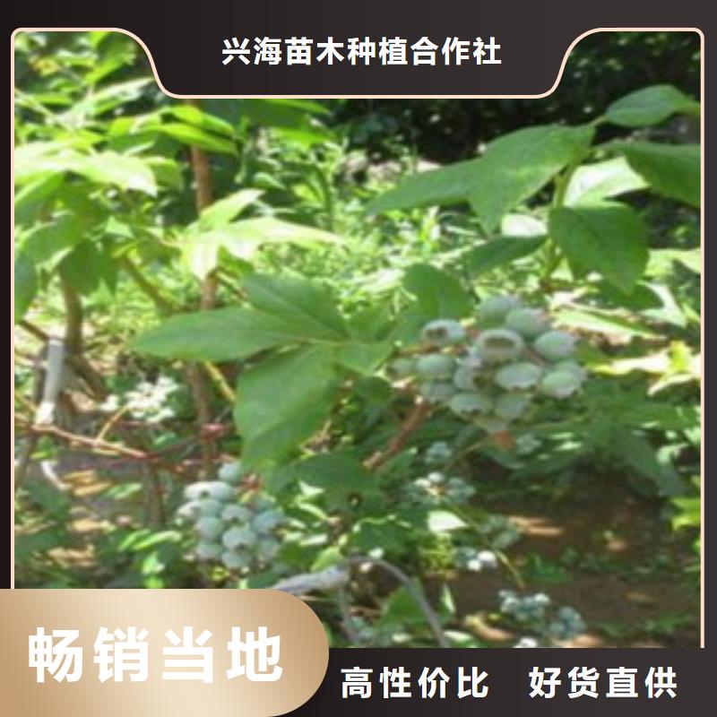 【蓝莓苗核桃苗好品质经得住考验】