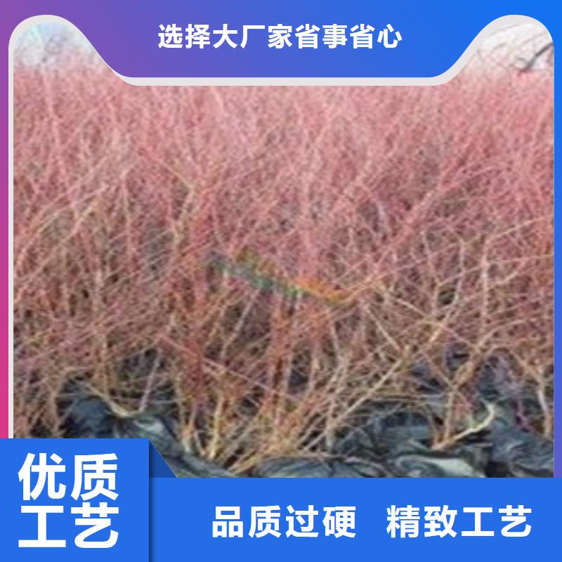 蓝莓苗-核桃苗优良材质