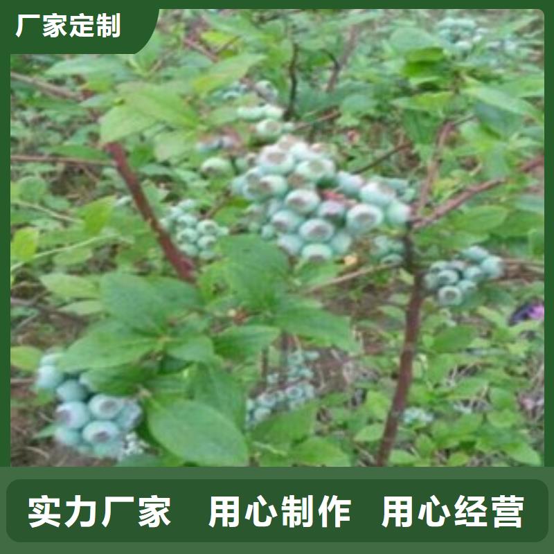蓝莓苗板栗苗来图来样定制