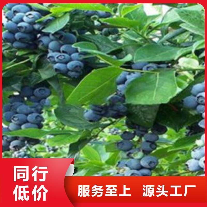 蓝莓苗梨树苗原料层层筛选
