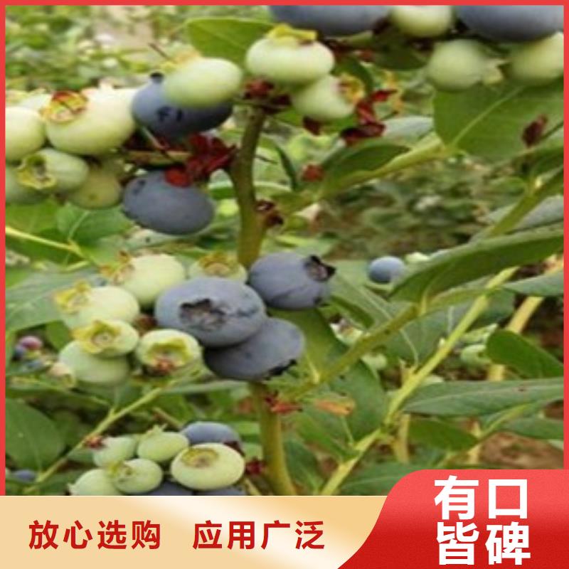 【蓝莓苗核桃苗好品质经得住考验】