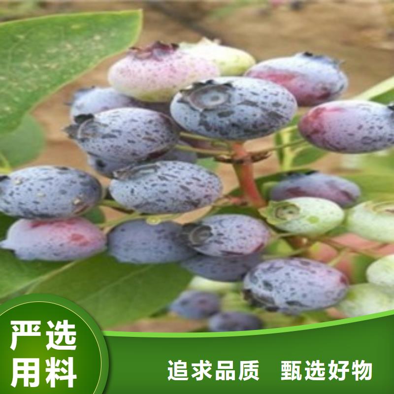 蓝莓苗梨树苗原料层层筛选