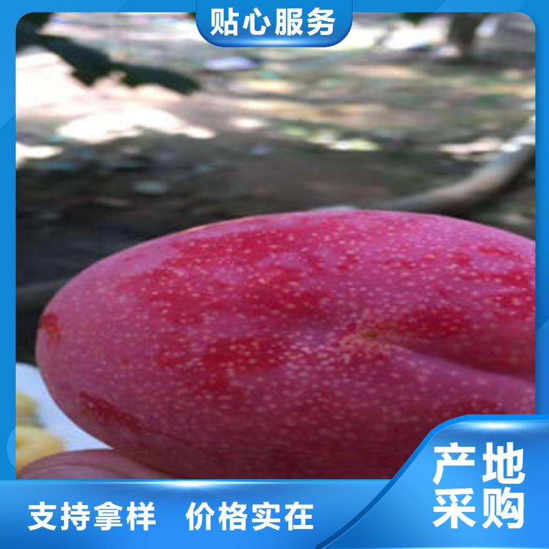 【李子苗】桃树苗多种规格供您选择