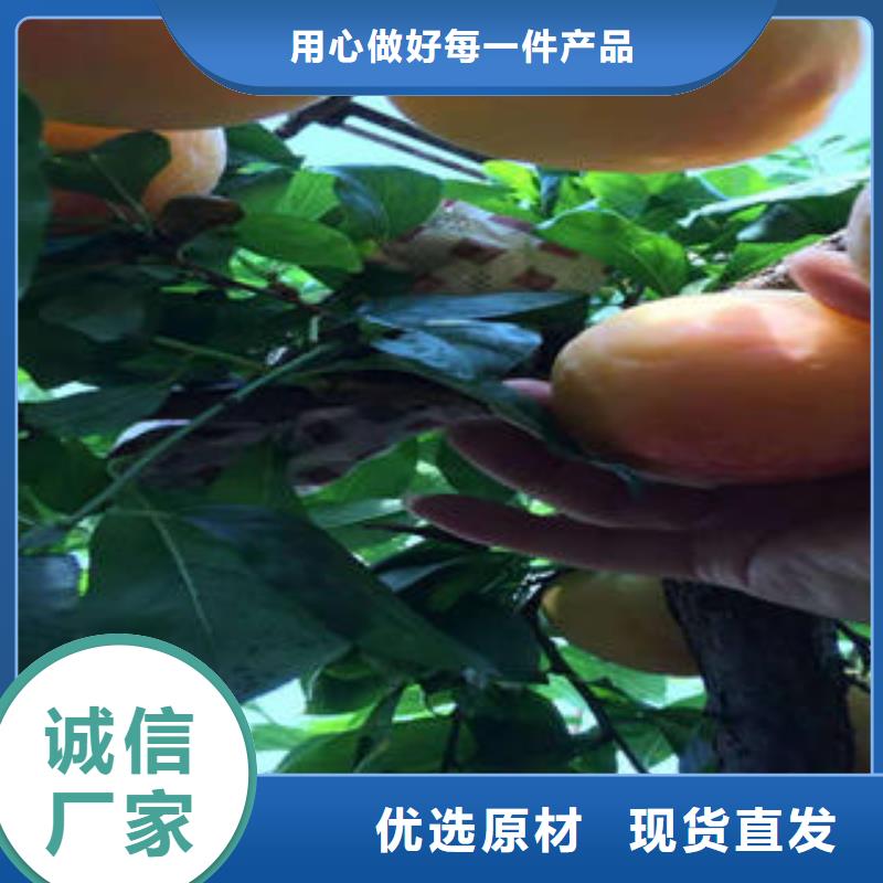 李子苗山楂苗品类齐全
