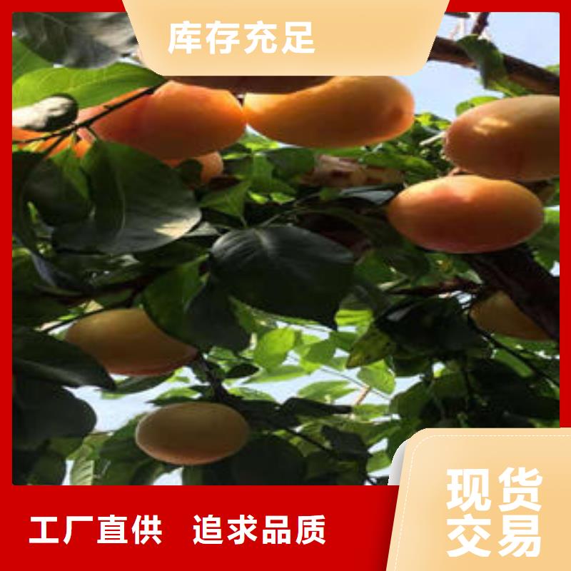 李子苗山楂苗品类齐全
