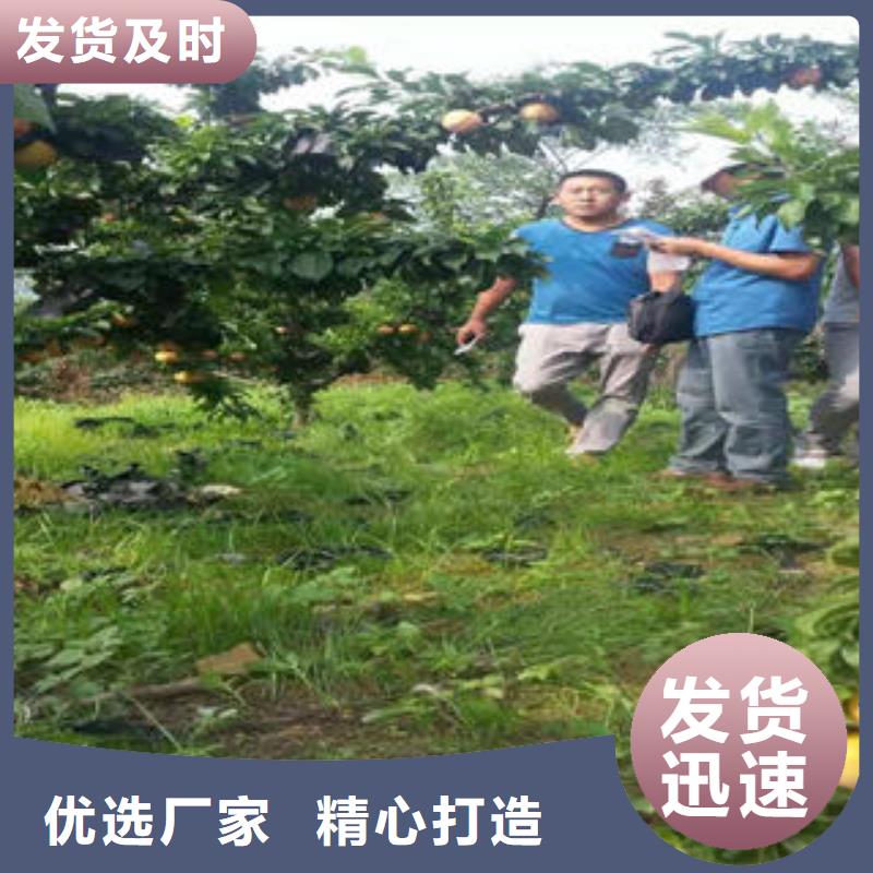 李子苗桃树苗0中间商差价