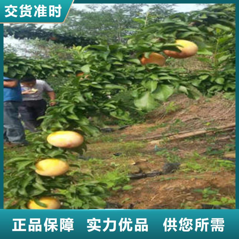 【李子苗】桃树苗多种规格供您选择
