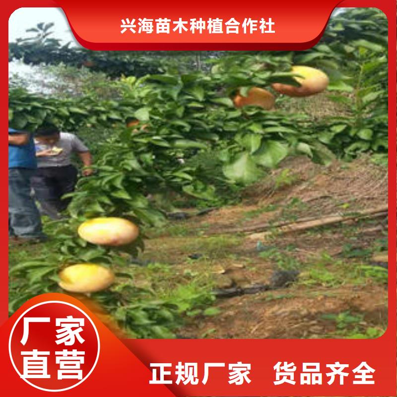 李子苗桃树苗0中间商差价