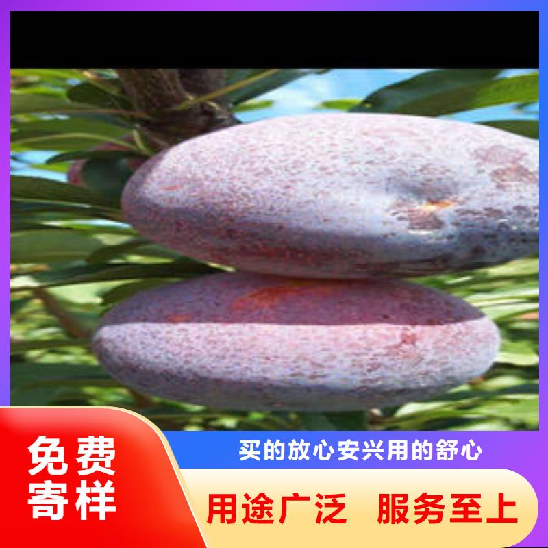 李子苗,核桃苗常年供应