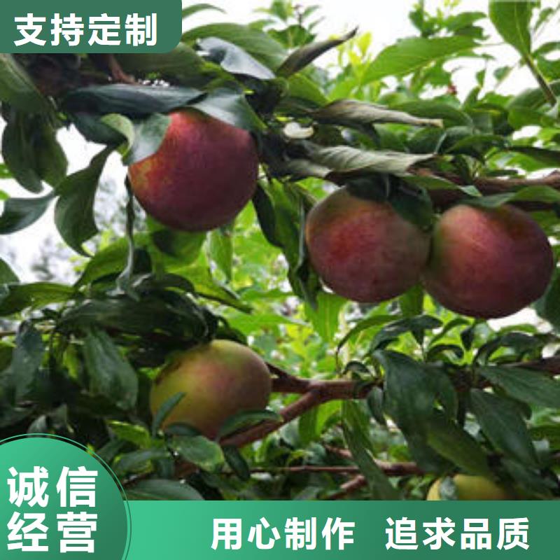 李子苗,核桃苗常年供应