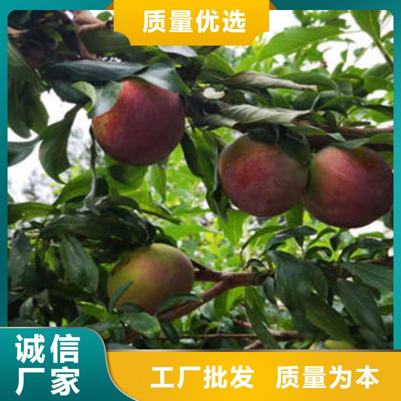 李子苗花椒苗客户满意度高