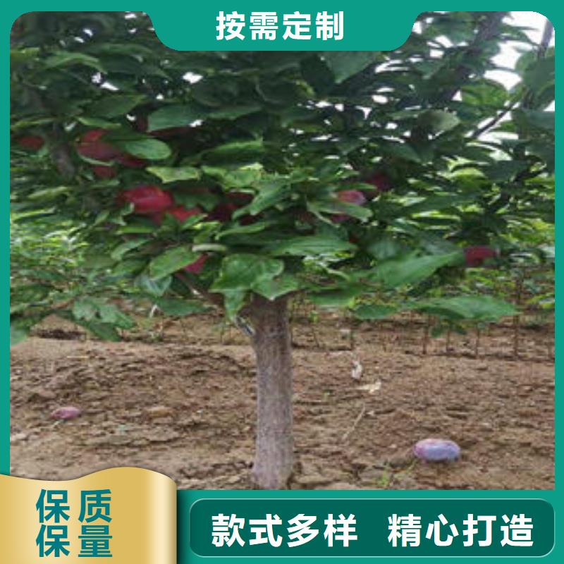 【李子苗】桃树苗多种规格供您选择