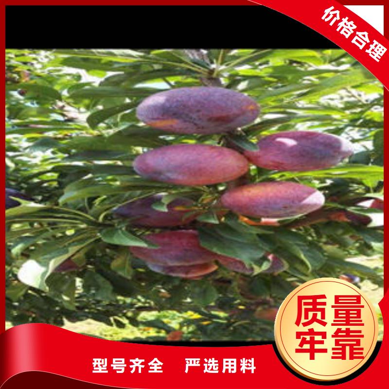 李子苗山楂苗品类齐全