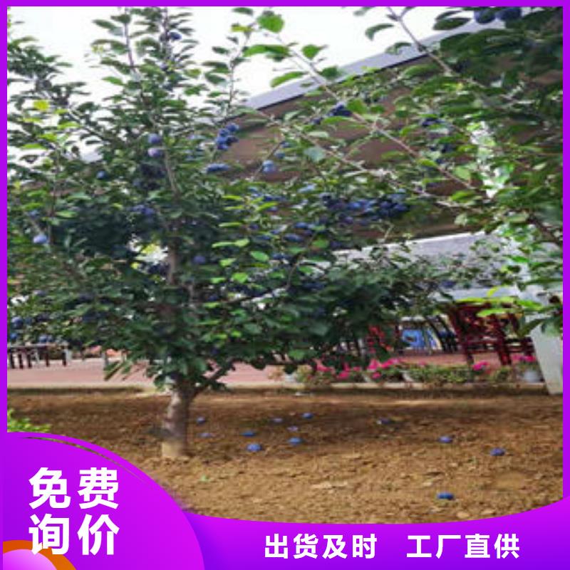 李子苗山楂苗品类齐全