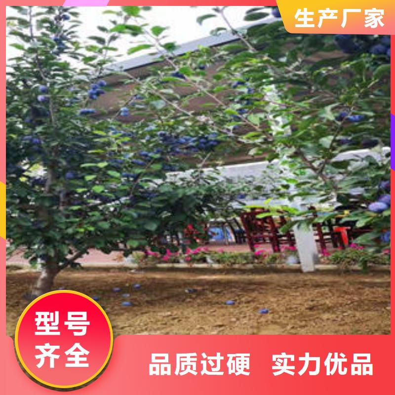 李子苗山楂苗品类齐全