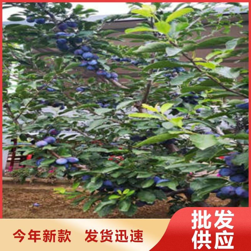 李子苗花椒苗客户满意度高