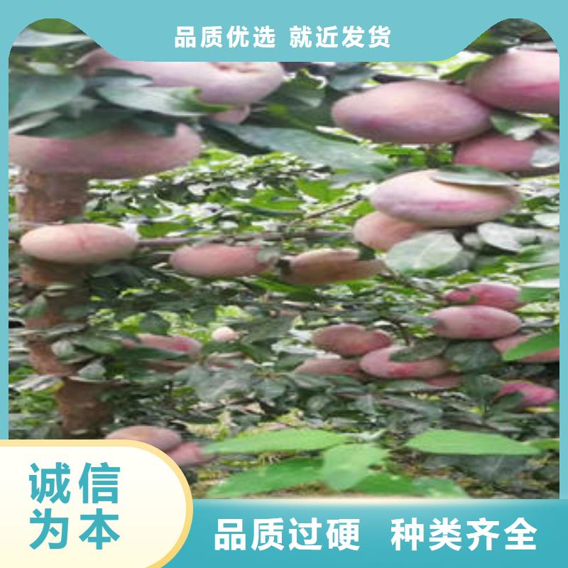 【李子苗】桃树苗多种规格供您选择
