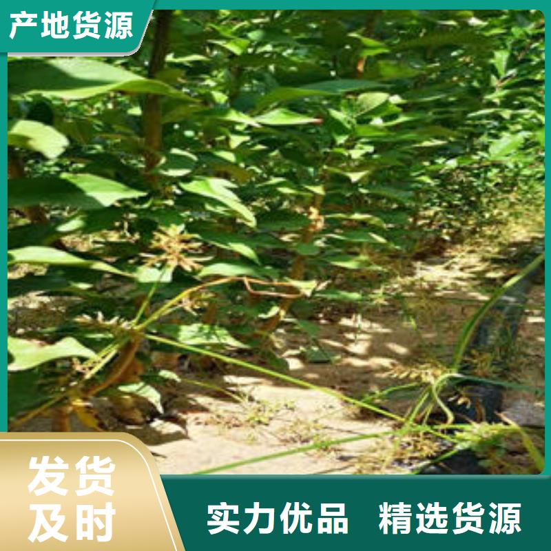 李子苗蓝莓苗源头厂家量大价优
