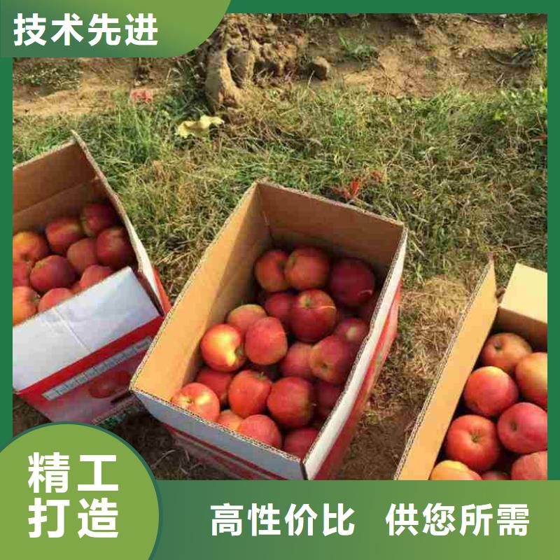 苹果苗-桃树苗可定制