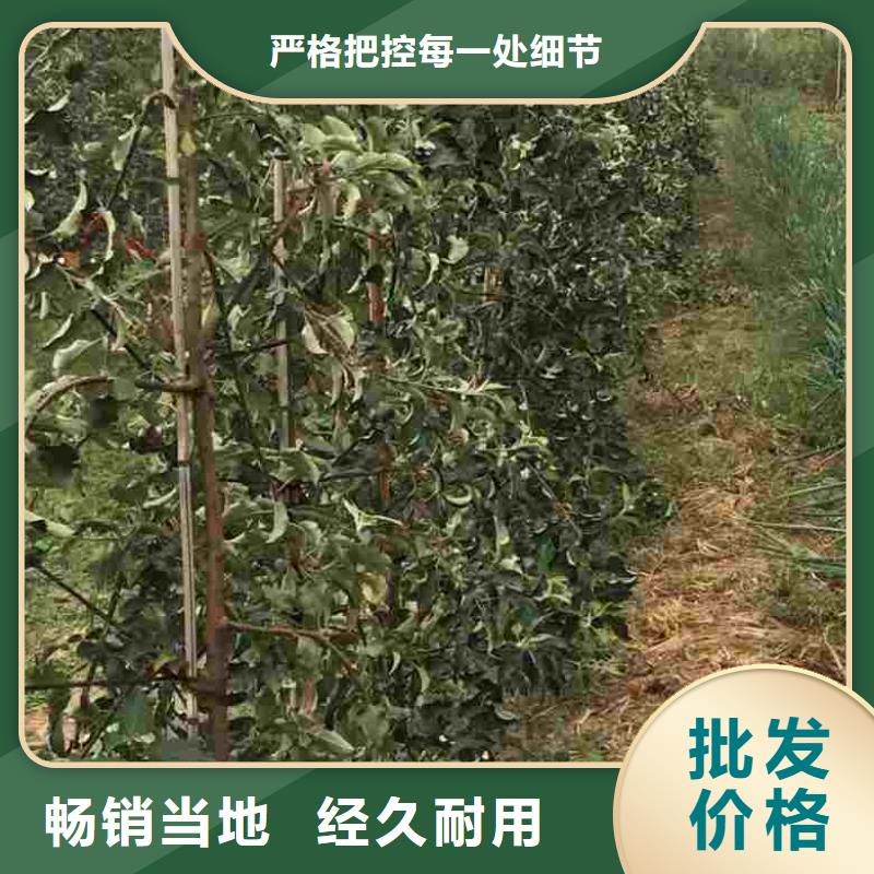 苹果苗,桃树苗拒绝差价
