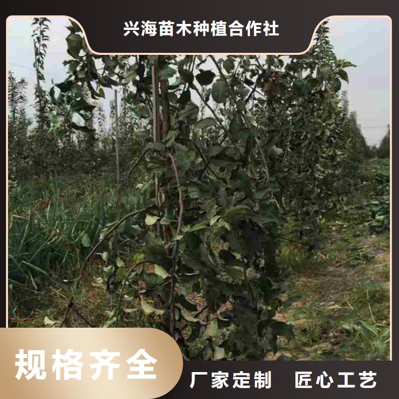 苹果苗蓝莓苗厂家定制