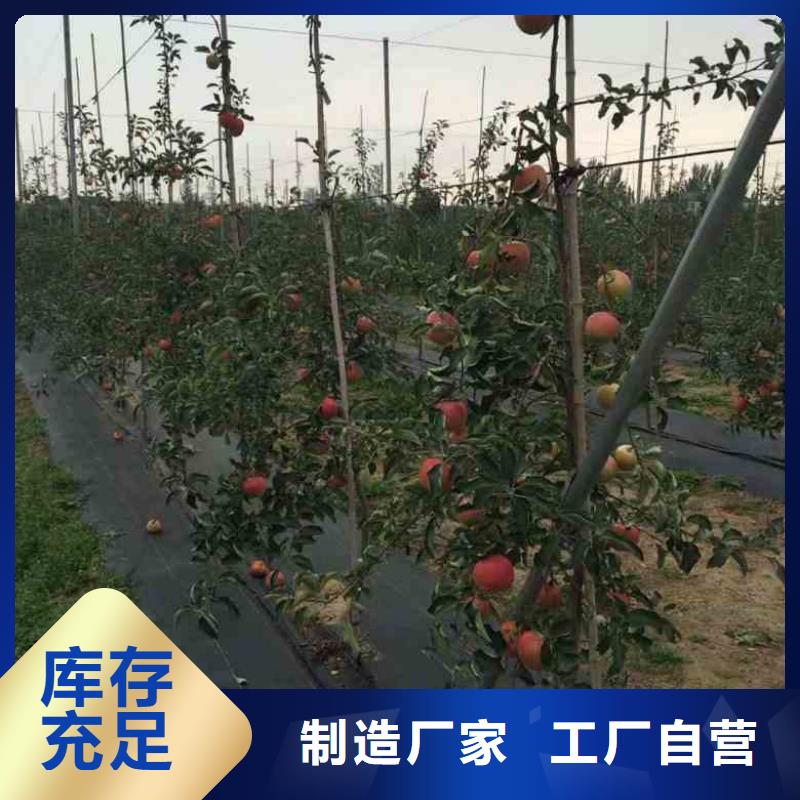 苹果苗-桃树苗可定制