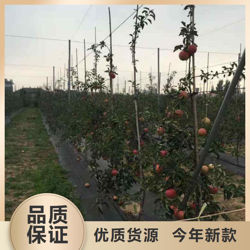 苹果苗_梨树苗实时报价