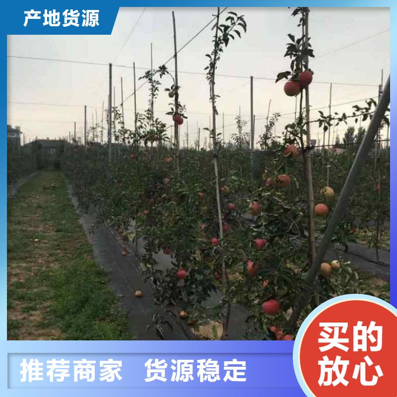 苹果苗蓝莓苗厂家定制