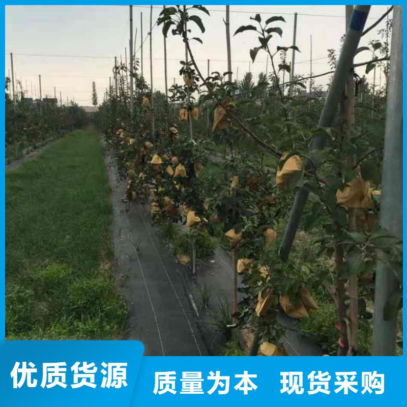 苹果苗花椒苗多种场景适用