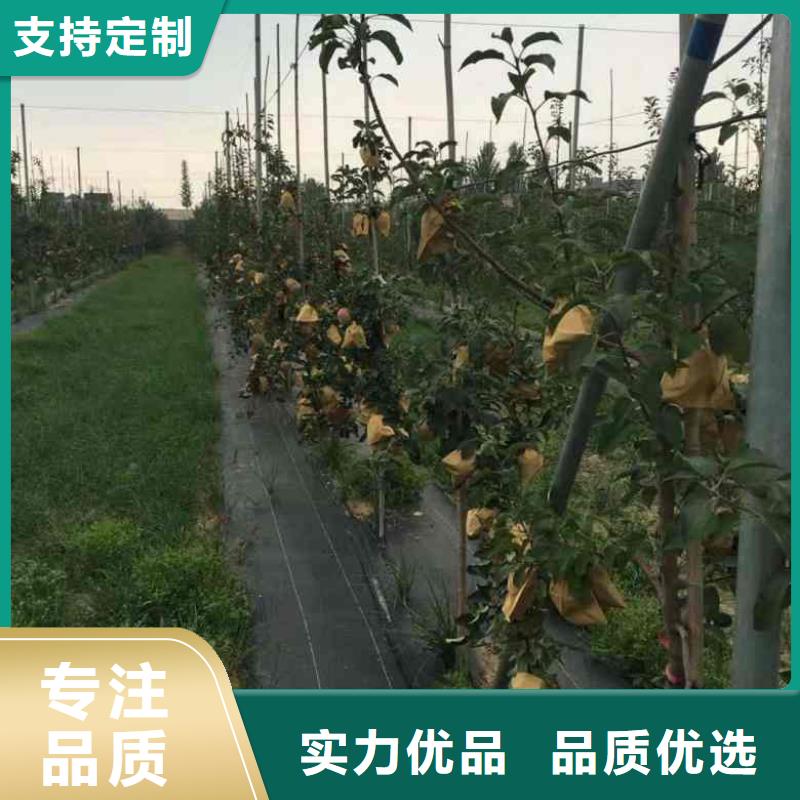 苹果苗_板栗苗支持定制贴心售后