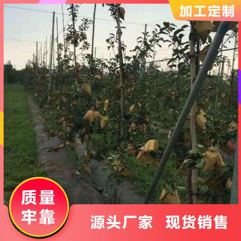 苹果苗-李子苗库存量大