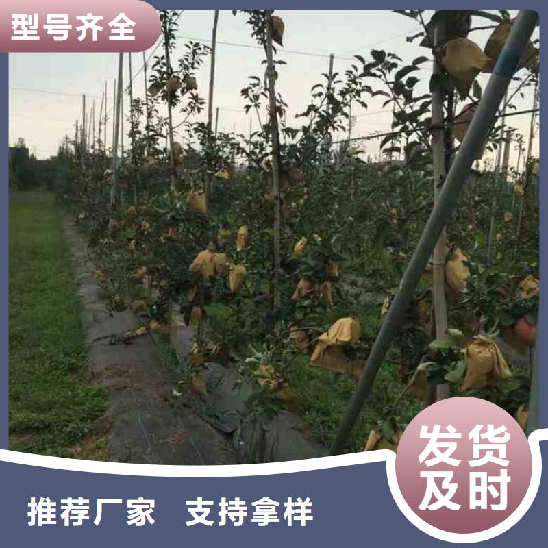 【苹果苗山楂苗源头厂家来图定制】