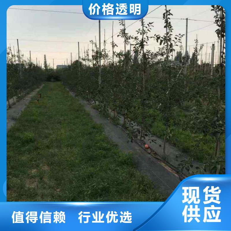 苹果苗_花椒苗厂家直营