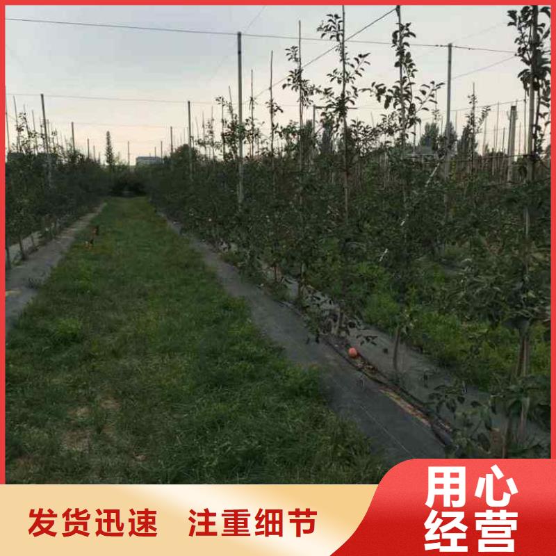 苹果苗_板栗苗支持定制贴心售后