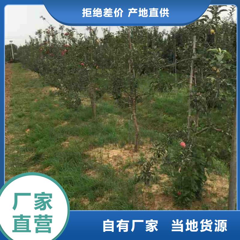 苹果苗_板栗苗支持定制贴心售后