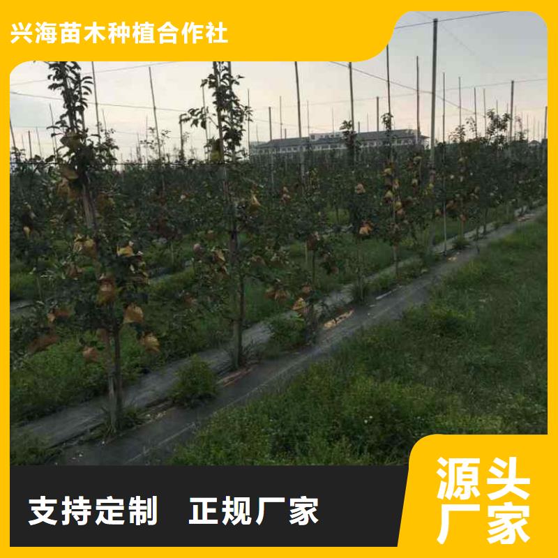 苹果苗花椒苗多种场景适用