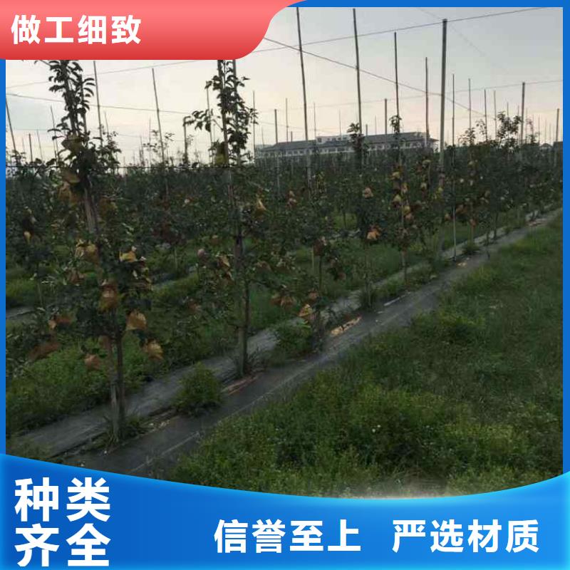 苹果苗【蓝莓苗】做工细致