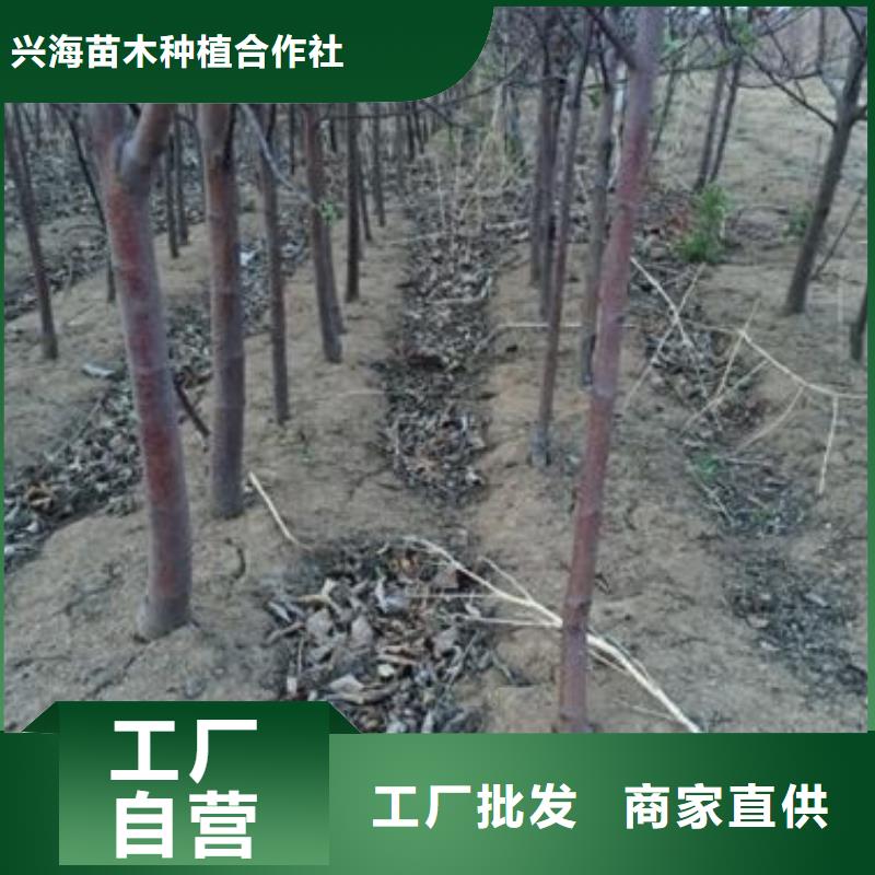 苹果苗_花椒苗厂家直营
