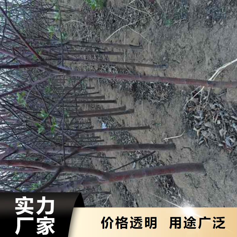 苹果苗_梨树苗实时报价