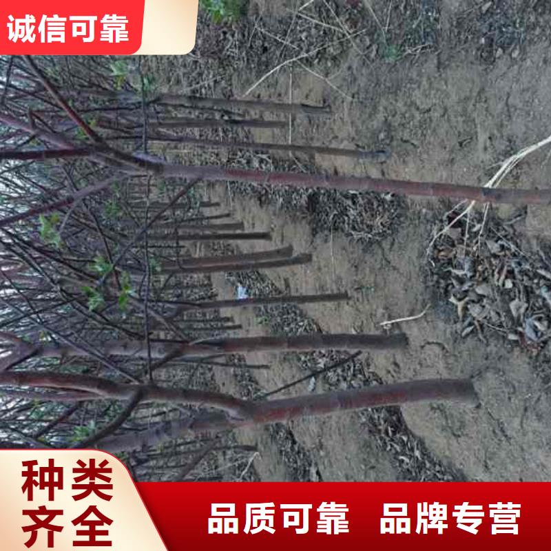 苹果苗蓝莓苗厂家定制